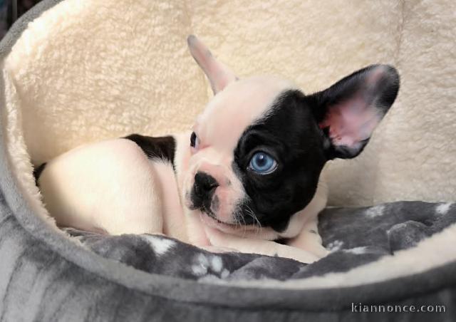 chiot bouledogue français à donner mâle 
