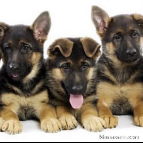 adoption chiot berger allemand lof disponible 