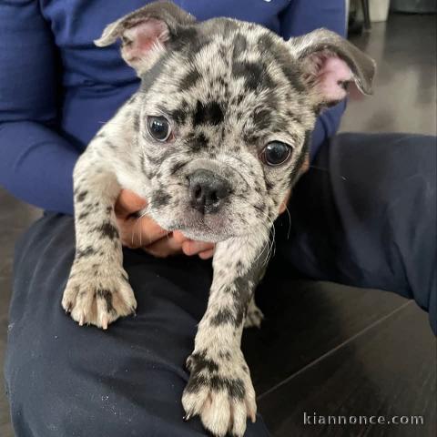 je donne chiot bouledogue français 
