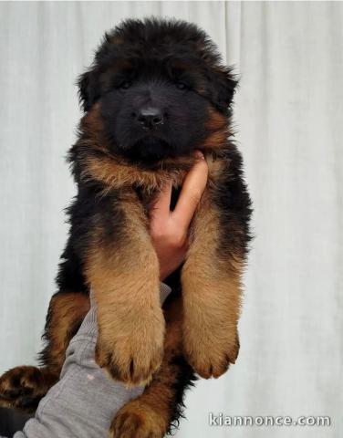 je donne chiot bouledogue français 