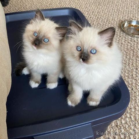 chaton ragdoll femelle a donner 