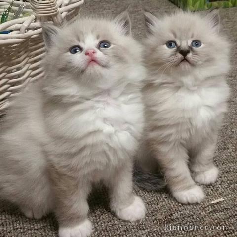 chaton sacré brimanie a donner 