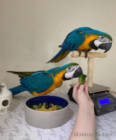 bébé perroquet disponible pour adoption 