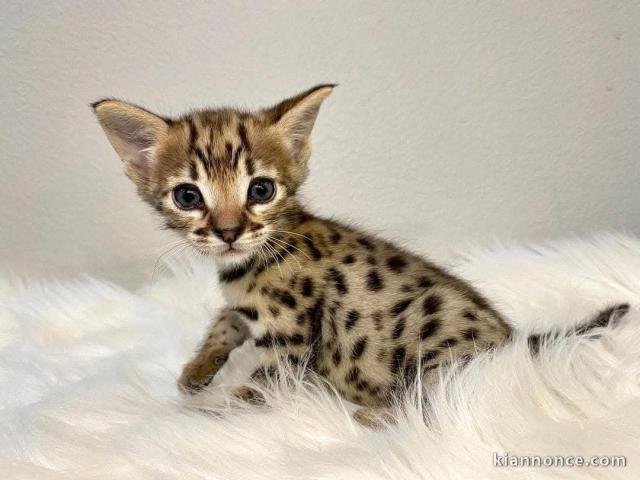 bébé chaton Bengal pour adoption 