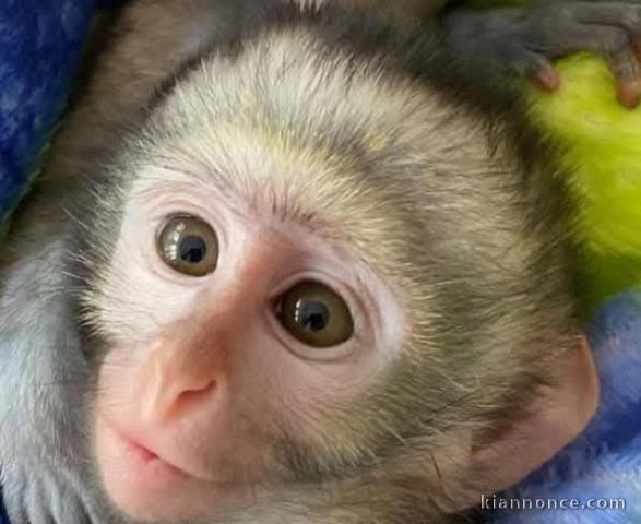 singe capucin à donner 