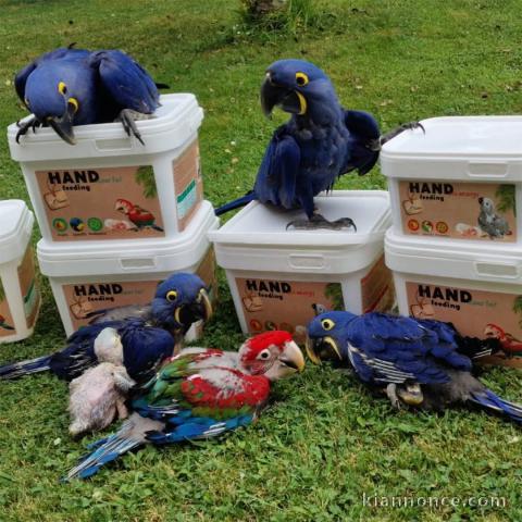 perroquet Ara a donner 