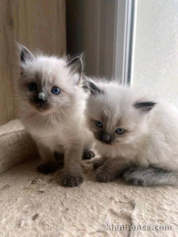 chaton sacré brimanie a donner 