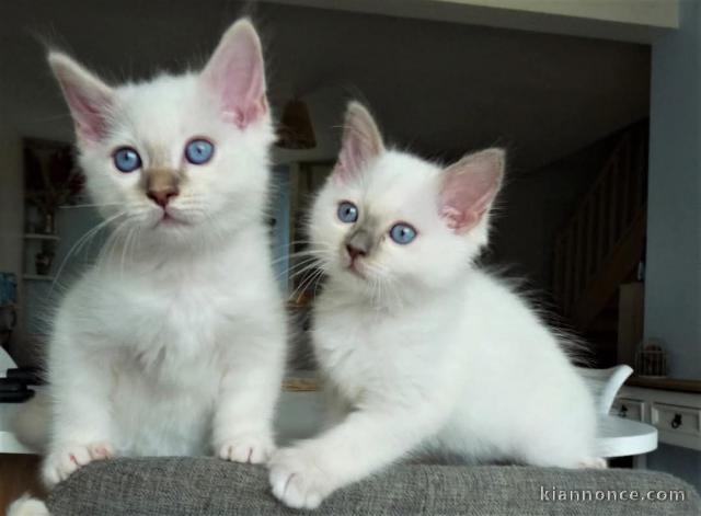 bébé chaton ragdoll à donner 