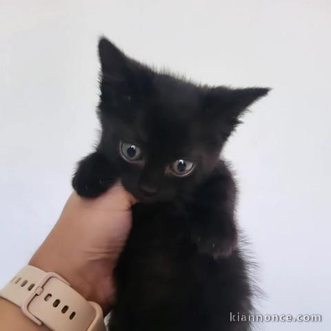 chaton noir à donner 