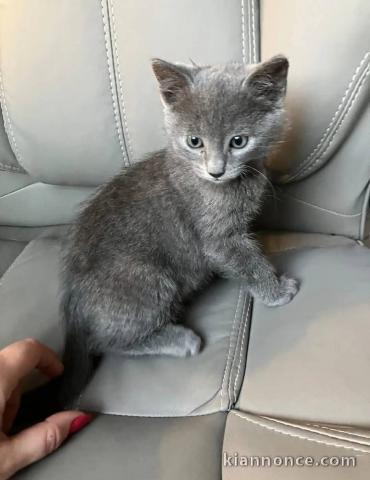 chatons chartreux à donner 