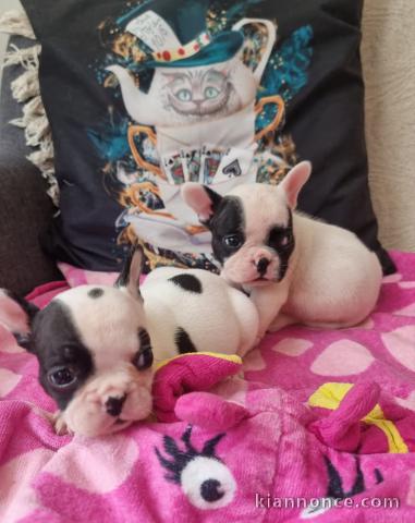 chiot bouledogue français à donner 