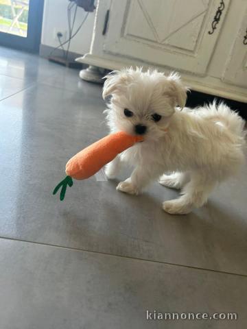 chiot bichon maltais à vendre 
