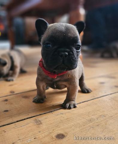 chiot type bulldog français à vendre 