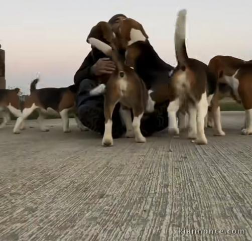 Adorables chiots berger malinois 