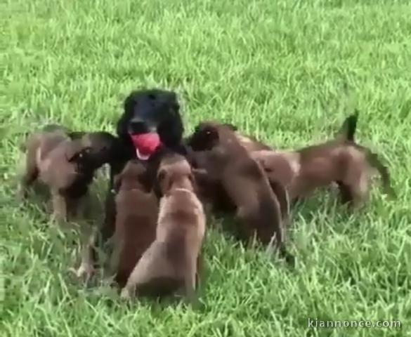 Adorables chiots berger malinois 