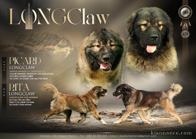 Chien de berger du Caucase – magnifiques chiots