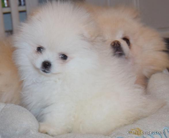 chiot spitz nain A donner contre bon soin