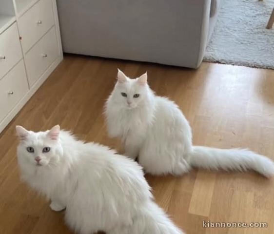 Superbe chaton maine coone