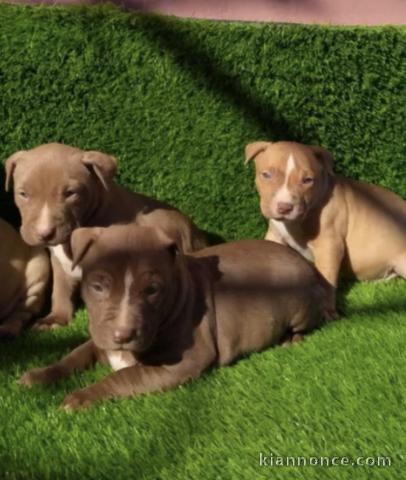 Chiots d’apparence Pitt bull 