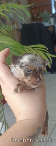 Adorable chiot chihuahua disponible 
