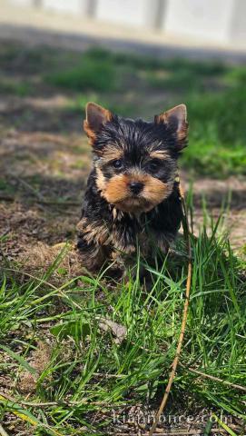 chiot Yorkshire a donner femelle 