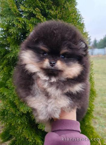 magnifique chiot spitz nain Poméranie 