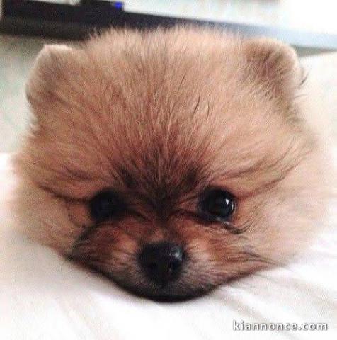 chiot spitz nain mâle a donner 