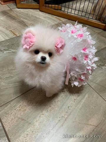 chiot spitz nain Poméranie femelle a donner 