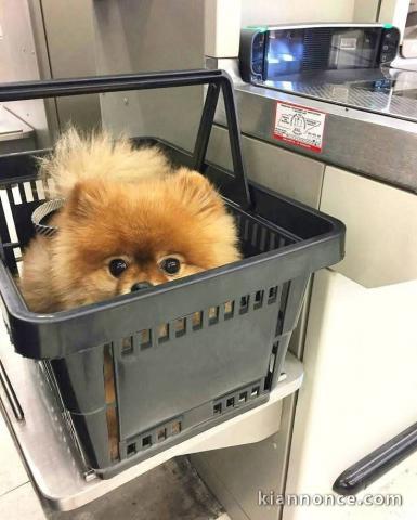 Je donne chiot spitz nain lof mâle 