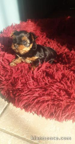 chiot Yorkshire a donner femelle 