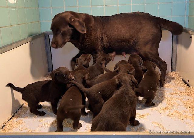 Adoption chiot labrador disponible 