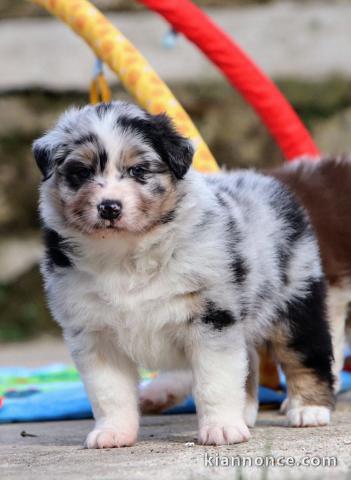 chiot berger australien disponible 
