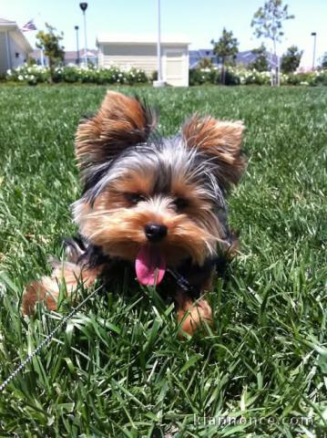 Je donne chiot Yorkshire disponible 