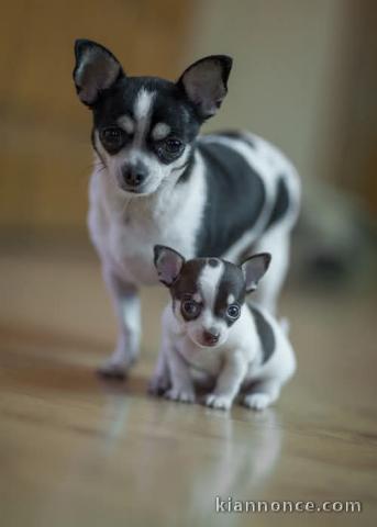 Bébé chiot chihuahua femelle a donner 