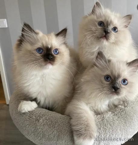 Magnifique chaton ragdoll 