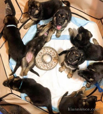 Superbe chiots berger allemand 