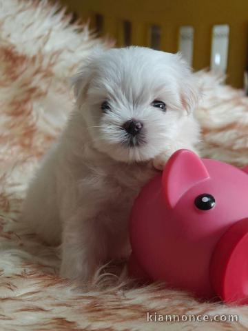 chiot bichon maltais mâle a donner 