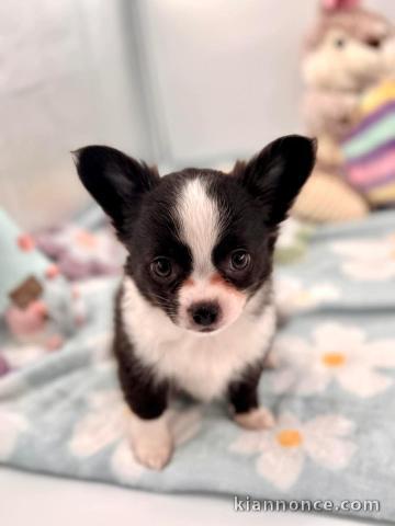 chiot chihuahua femelle a donner 