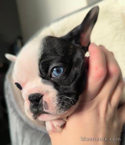 chiot bouledogue français a donner 