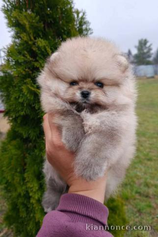 chiot spitz nain disponible a donner 