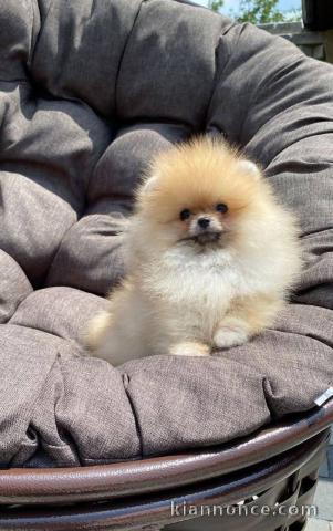 chiot spitz nain disponible 