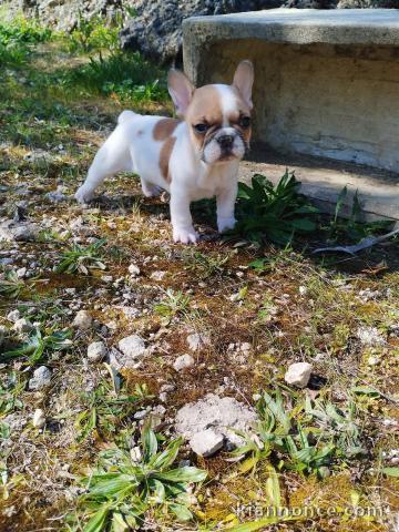 chiot bouledogue français a donner 