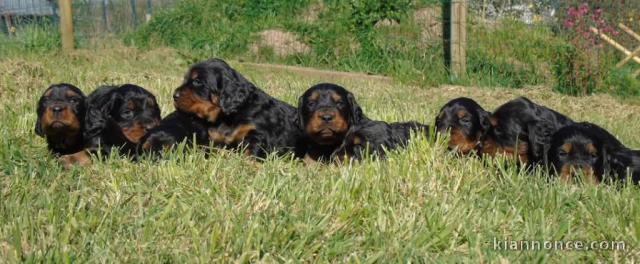 Chiots Setter Gordon à adopter 