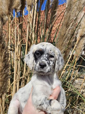 Chiots Setter Anglais a donner 