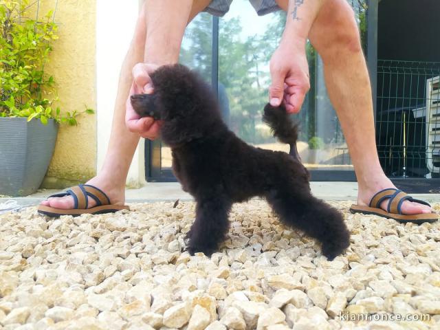 chiot caniche a donner 