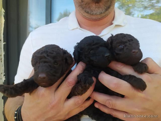 Bébé chiot caniche disponible 