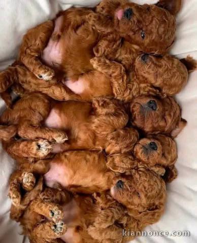 Adoption chiot caniche 