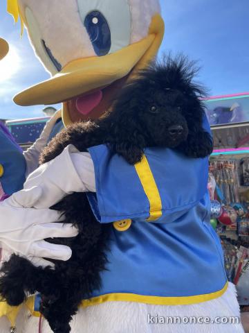 Caniche disponible pour adoption 