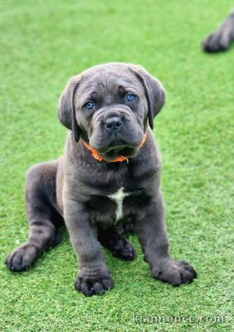 chiot Cane Corso lof mâle a donner 