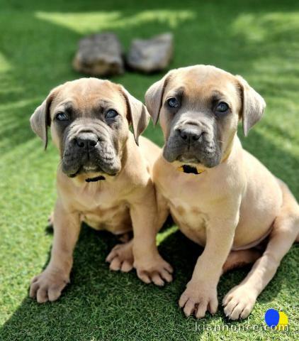 chiot cane corso a donner 